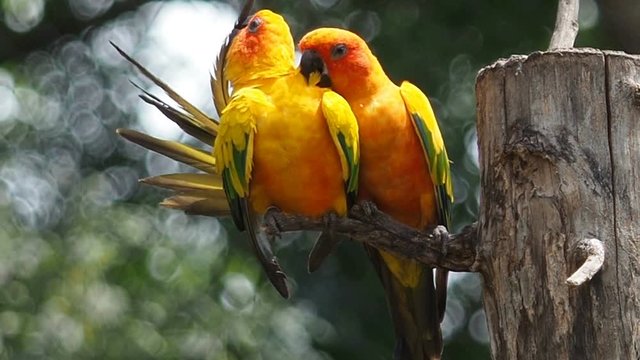 Cute couple Sun Conure parrot bird on tree branch, HD Clip
