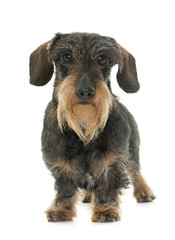 Wire haired dachshund