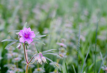 Pink flower in front of green grass