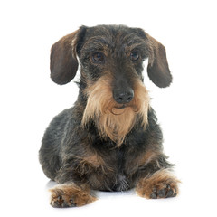 Wire haired dachshund