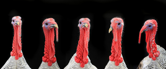 turkey-cocks © fotomaster
