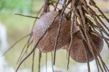 A bunch of dried coconuts : focus center