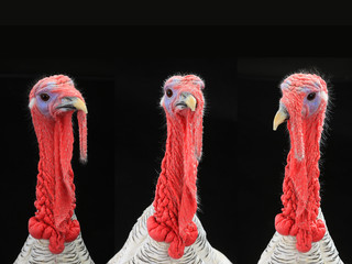 turkey-cocks © fotomaster