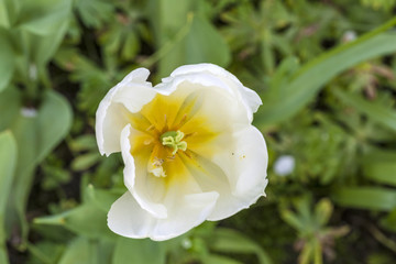 close-up of tulip blossom in spring