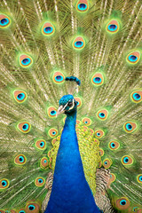 Beautiful male peacock