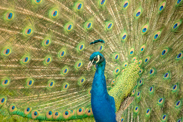 Naklejka premium Beautiful male peacock
