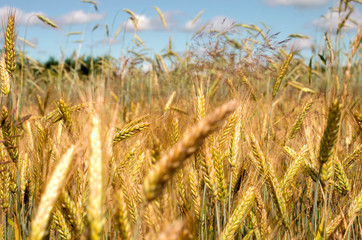 golden wheat field