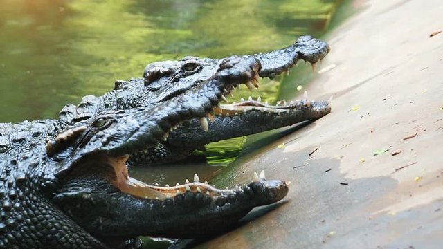 crocodiles in pond.