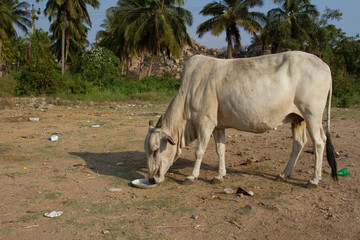 Indian cow