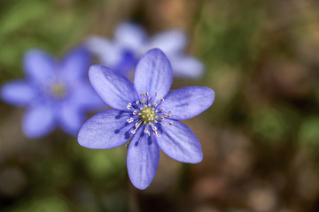Hepatica nobilis - Common Hepatica, liverwort, kidneywort, pennywort, Anemone hepatica, Nature