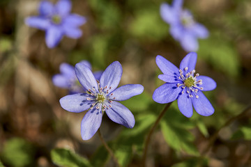 Obraz premium Hepatica nobilis - Common Hepatica, liverwort, kidneywort, pennywort, Anemone hepatica, Nature
