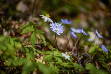 Hepatica nobilis - Common Hepatica, liverwort, kidneywort, pennywort, Anemone hepatica, Nature