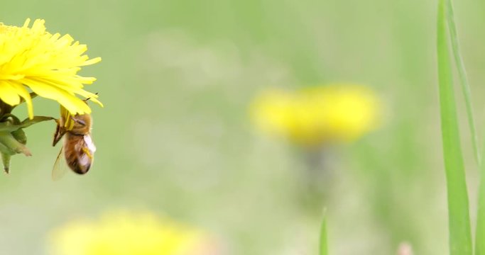 evoluzioni di un'ape sotto ad un fiore con caduta finale