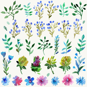 Watercolor vector set with leaves and flowers. Hand drawn plant.