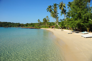 Palm and tropical beach