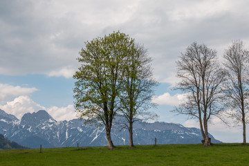 Fototapeta na wymiar Bäume auf Hügel, Leoganger Steinberge im Hintergrund