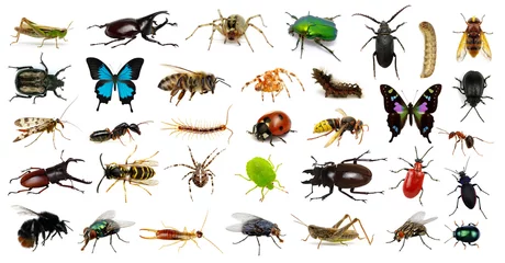Foto op Plexiglas  Set of insects © Alekss