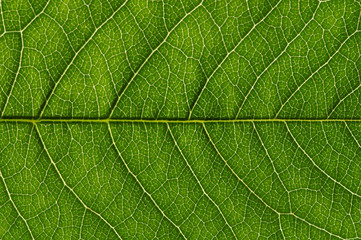  green leaf texture