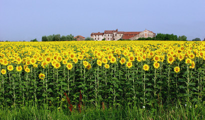 Obraz premium girasoli, campo, fattoria, 