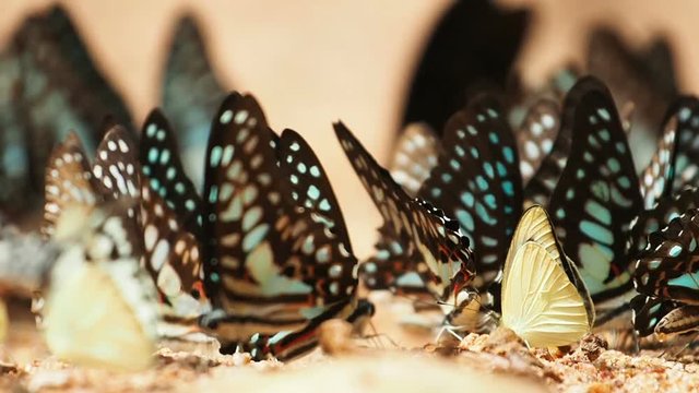 Butterflies are eat mineral on the ground, Select focus.
