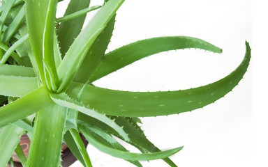 Aloe Vera leaves isolated on white background