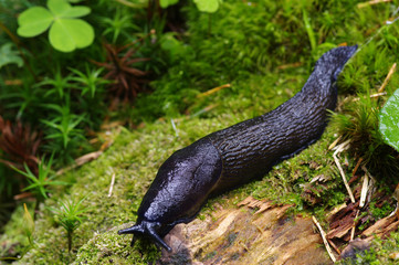 slug in forest