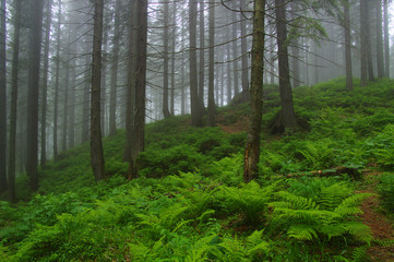 Obraz premium Trees in forest