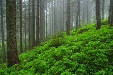 Fototapeta premium Trees in forest