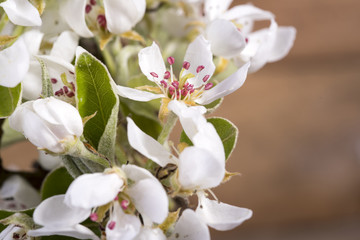 White blooming flowers on the fruit tree