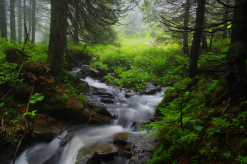 Obraz premium Creek in the woods