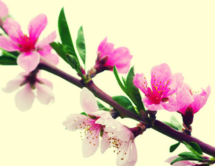  pink blossoms