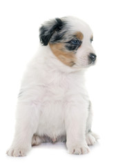 puppy australian shepherd