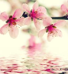 Obraz na płótnie Canvas pink blossoms