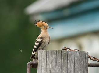 Hoopoe on the well in village
