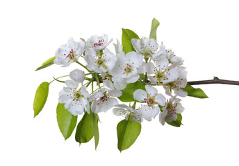  blossoms isolated on white