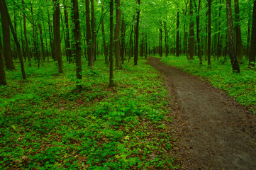 Obraz premium green forest