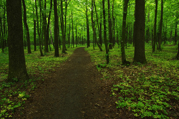 green forest