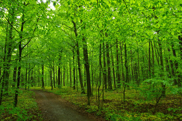 Obraz premium green forest