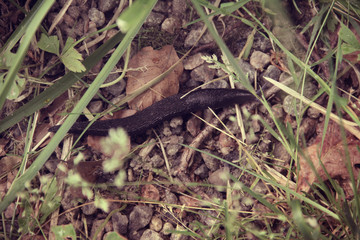 Slug in grass