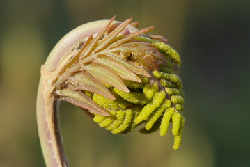 close up young leaf of fern Osmunda regalis