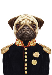 Portrait of Pug Dog in military uniform. Hand-drawn illustration, digitally colored.