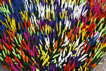 fiori, piante grasse, colori