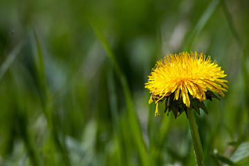 single yellow dandelion flower in green grass, copy space