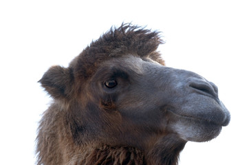 Portrait of Camel