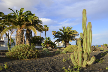 kaktus i palmy w Costa Tequise, Lanzarote © Jurek Adamski