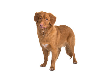 Standing Nova Scotia duck tolling retriever isolated on a white background