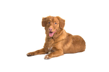 Pretty Nova Scotia duck tolling retriever lying down isolated on a white background