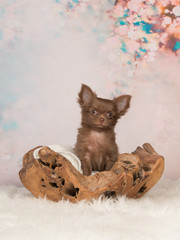 Cute brown chihuahua puppy in a wooden basket on a flower background