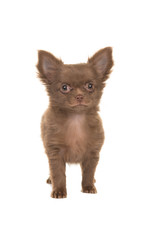 Cute brown standing chihuahua puppy isolated on a white background