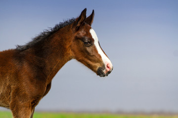 Beautiful bay foal on spring  pasture